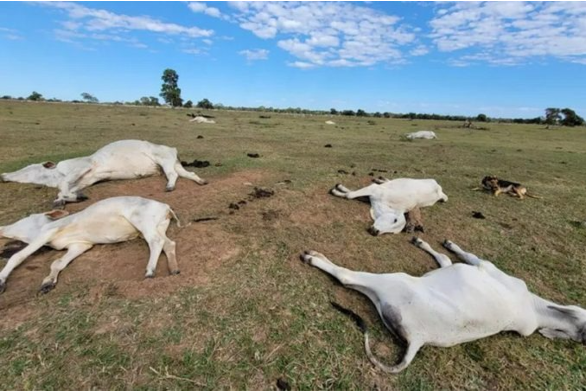 MS sob alerta: frente fria traz perigo de hipotermia para rebanhos bovinos