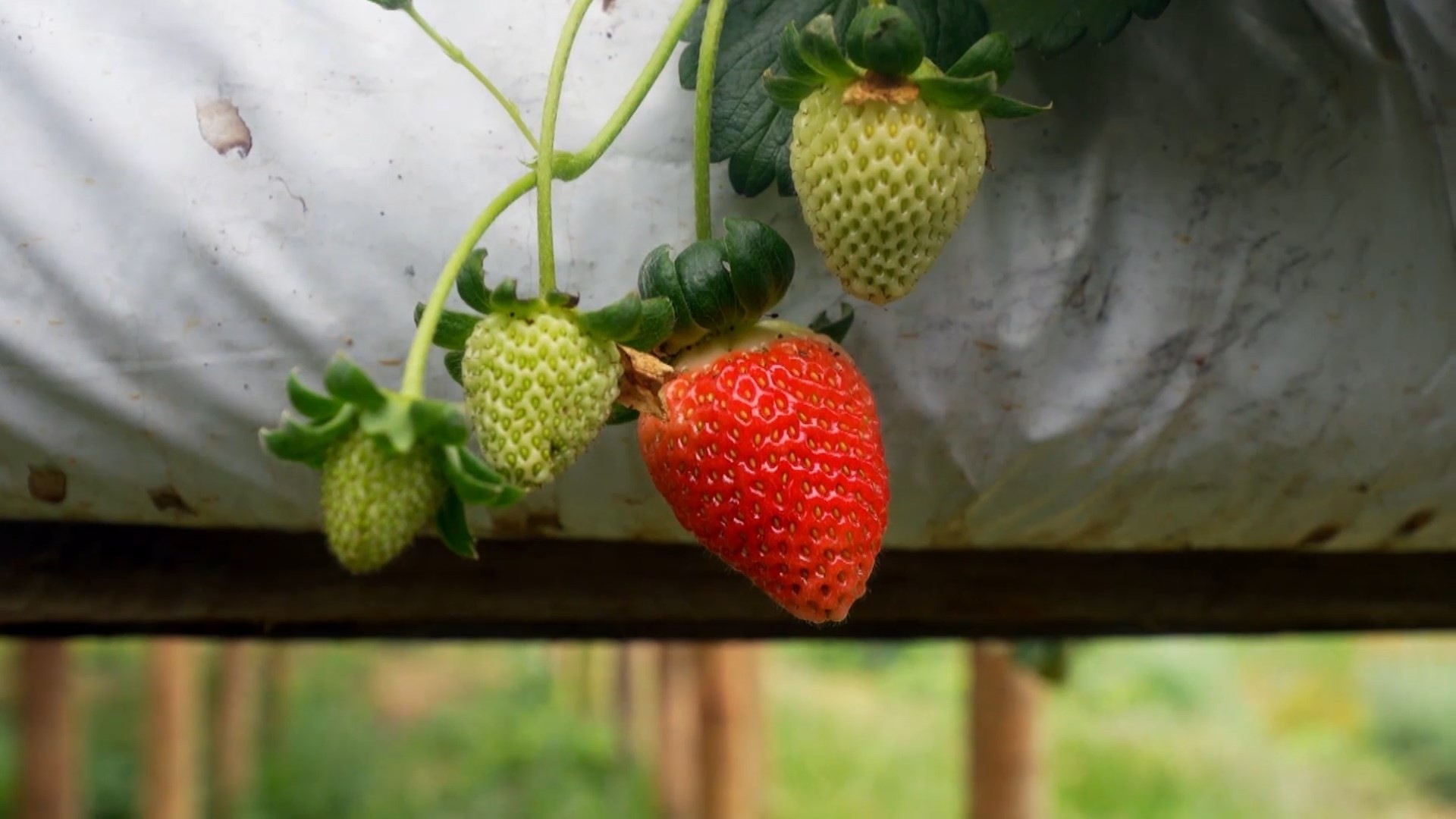 Morango importado do Egito derruba preços e deixa fruta produzida no ES menos competitiva no mercado