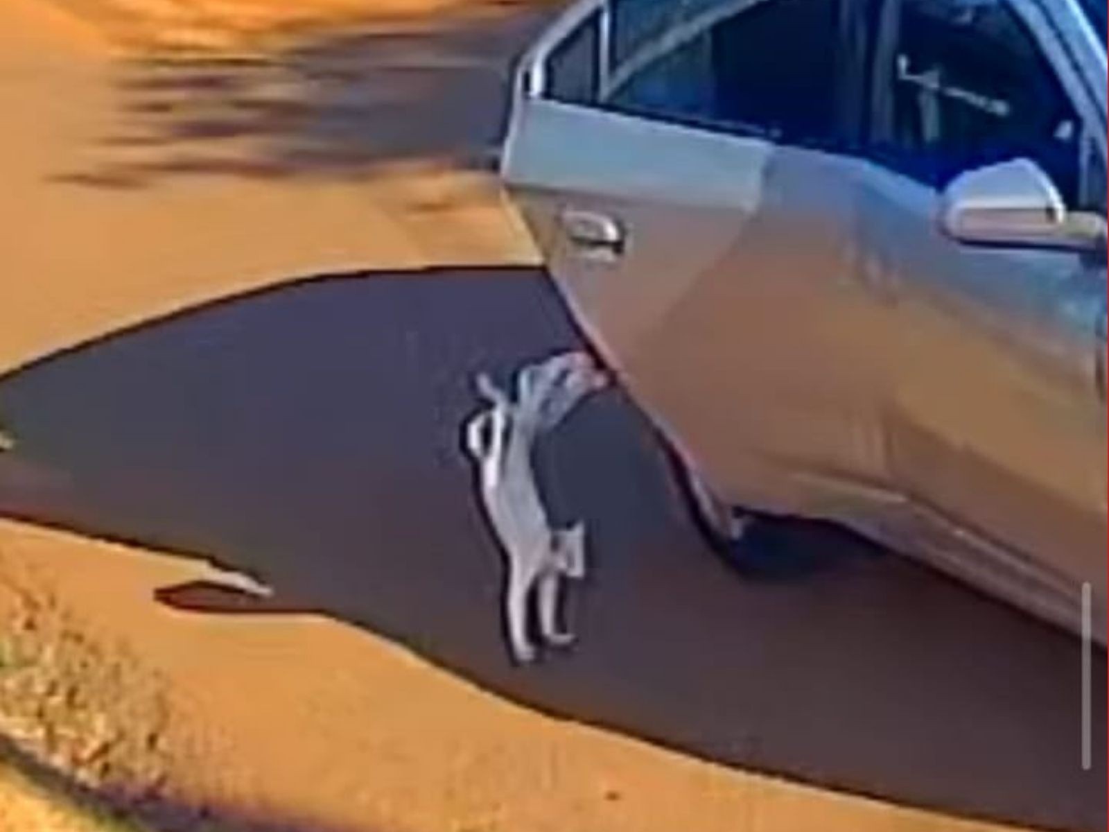 VÍDEO: Gato é jogado de carro em movimento, corre atrás do veículo e é atropelado no AC; mulher foi presa