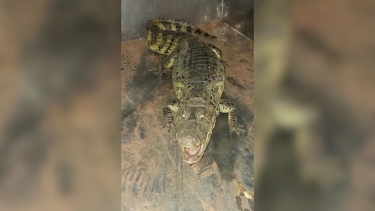 VÍDEO: Jacaré de 20 kg é confundido com cascavel, capturado em lagoa e solto em rio em MG