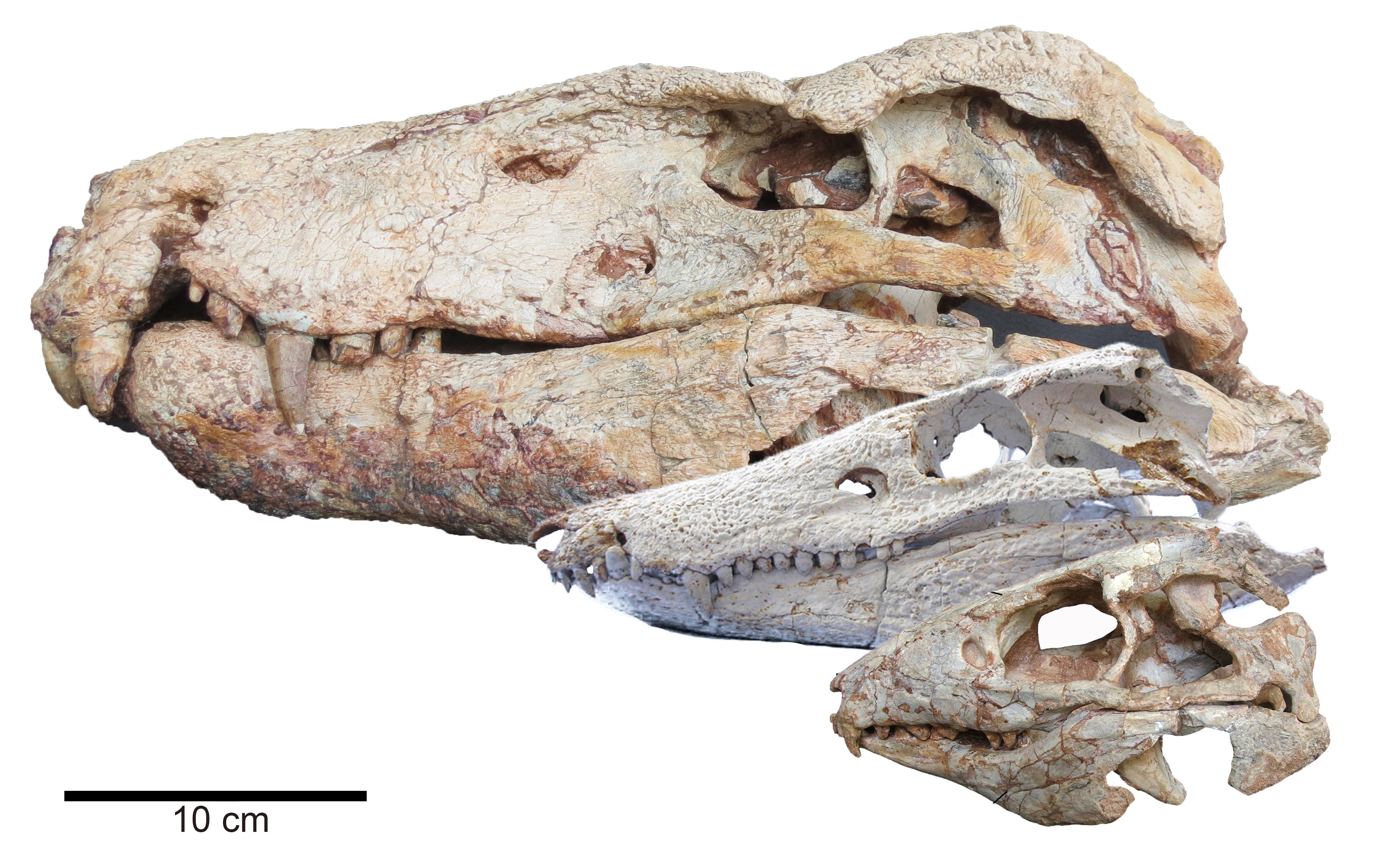 Crânios de crocodilos modernos são cinco vezes mais fracos que ancestrais, aponta estudo