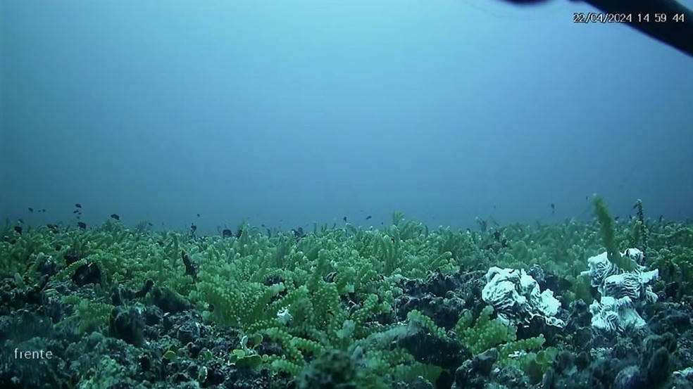 Branqueamento do coral Agaricia cf fragilis no Banco Leste, 49 metros de profundidade. — Foto: WWF-Brasil /Divulgação
