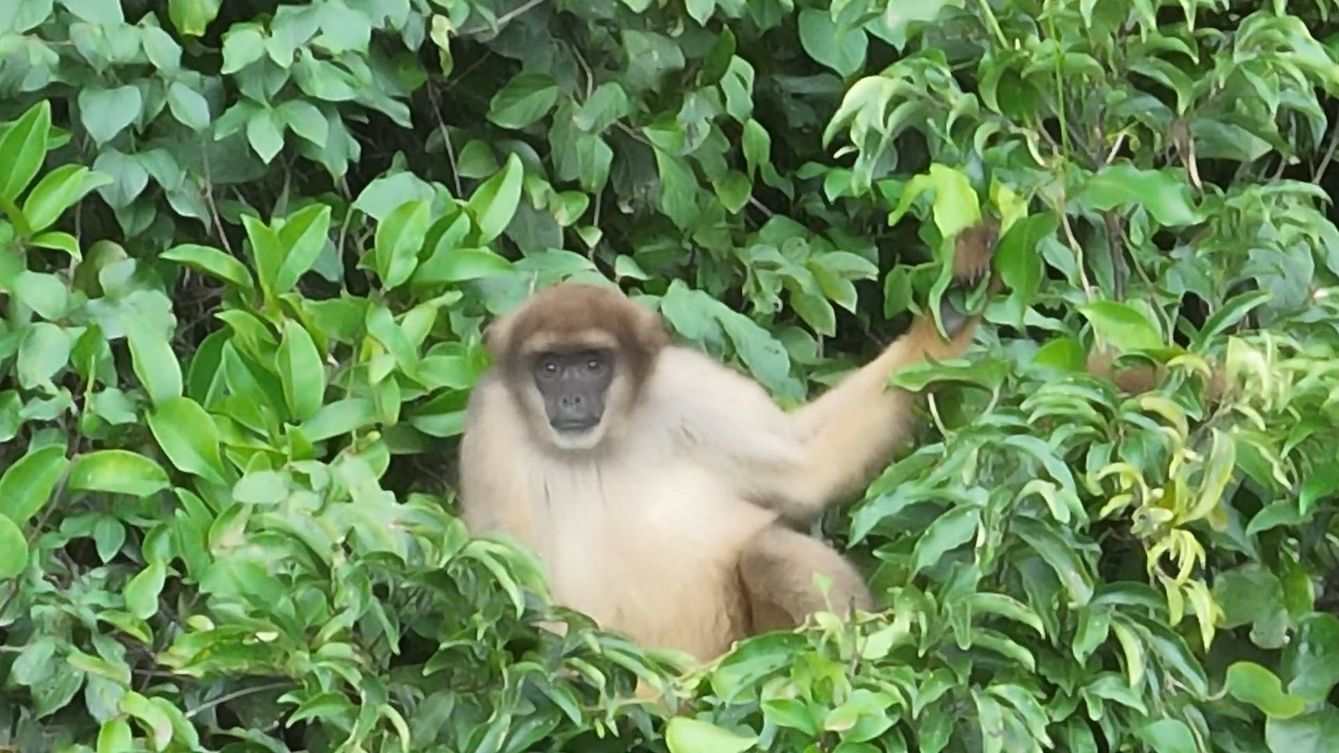 Maior primata das Américas, Muriqui-do-sul é visto pela primeira vez no Parque Estadual Cunhambebe, no RJ