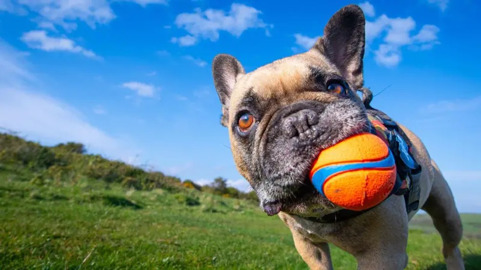 Um estudo no Reino Unido constatou que as atitudes em relação aos cães começaram a mudar no início do século 20 — Foto: Getty Images