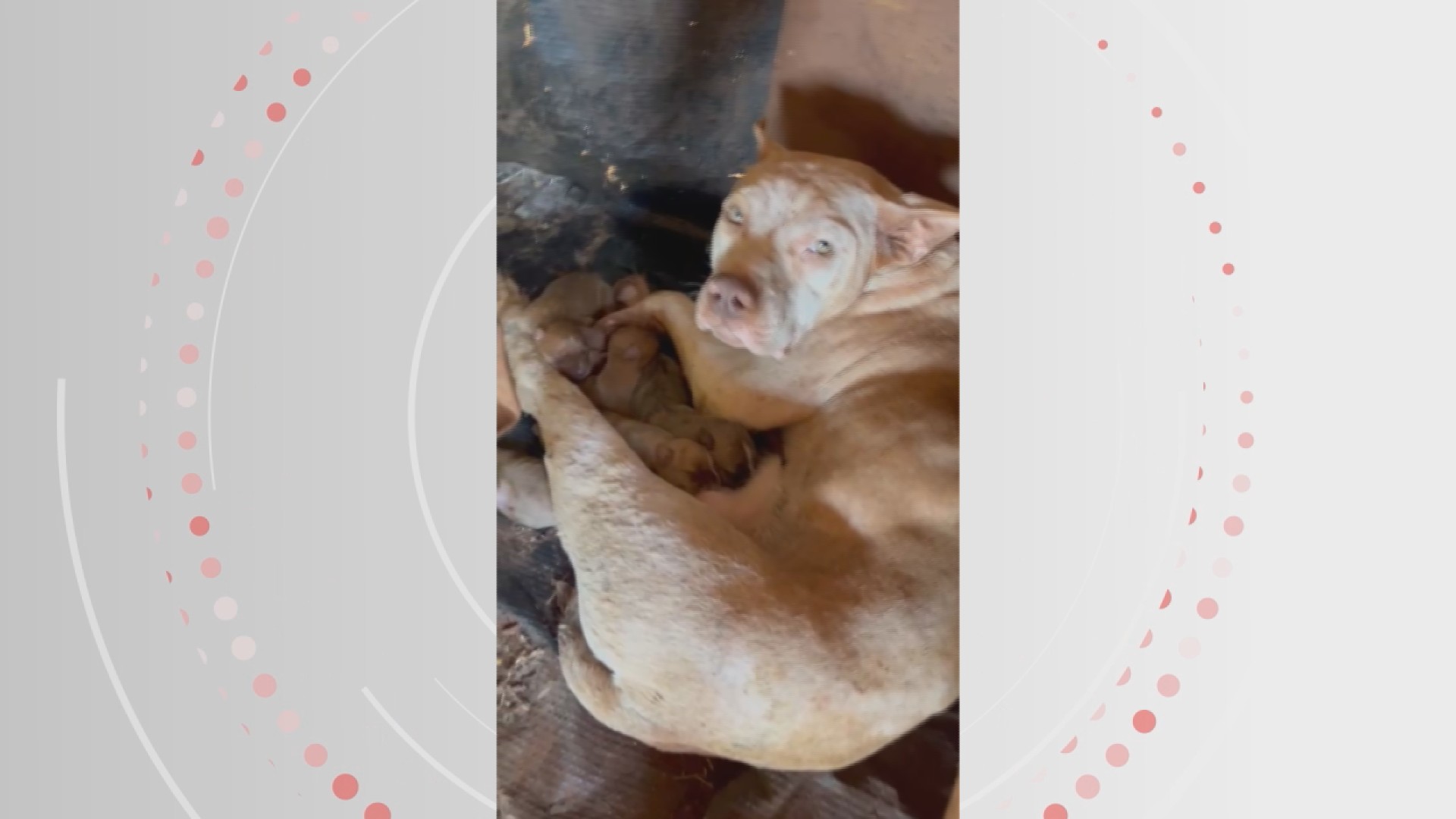 Maus-tratos: galos de rinha, cachorros, pássaros e uma gata são encontrados abandonados em propriedade rural, no Paraná