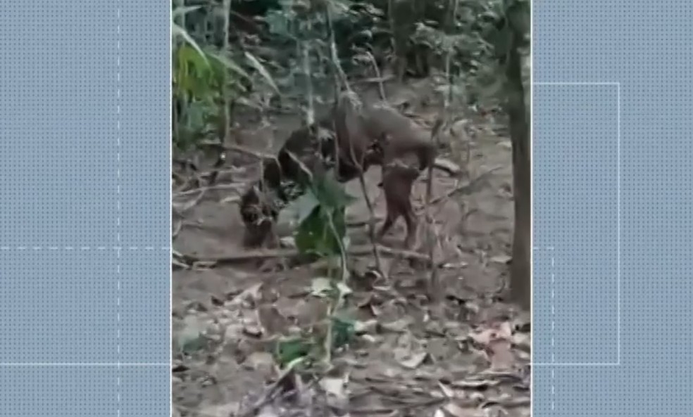 Cadela abandonada em Nova Friburgo