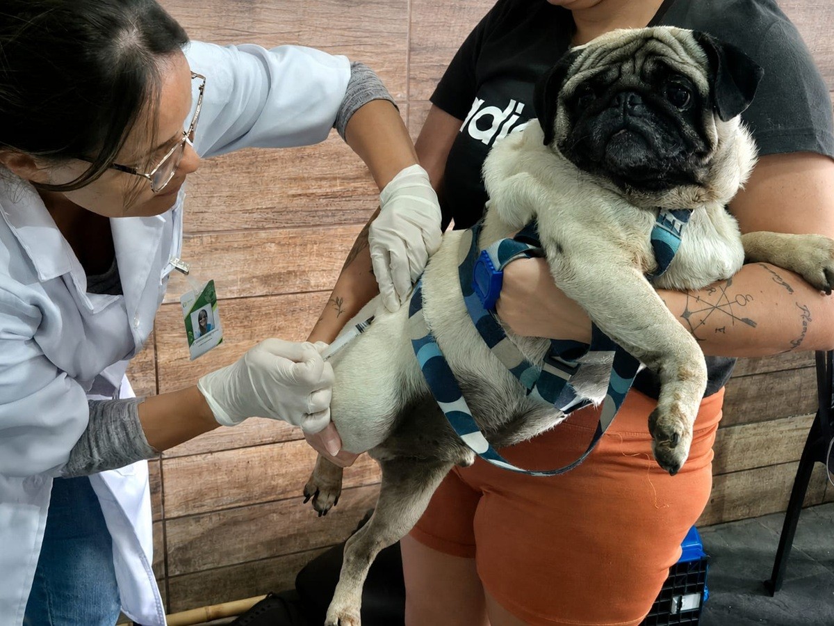 Petrópolis recebe programa de vacinação antirrábica gratuita para cães e gatos