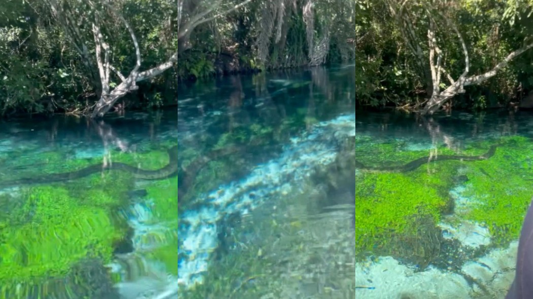 Turista flagra sucuri gigante nadando nas águas cristalinas de Bonito; veja vídeo