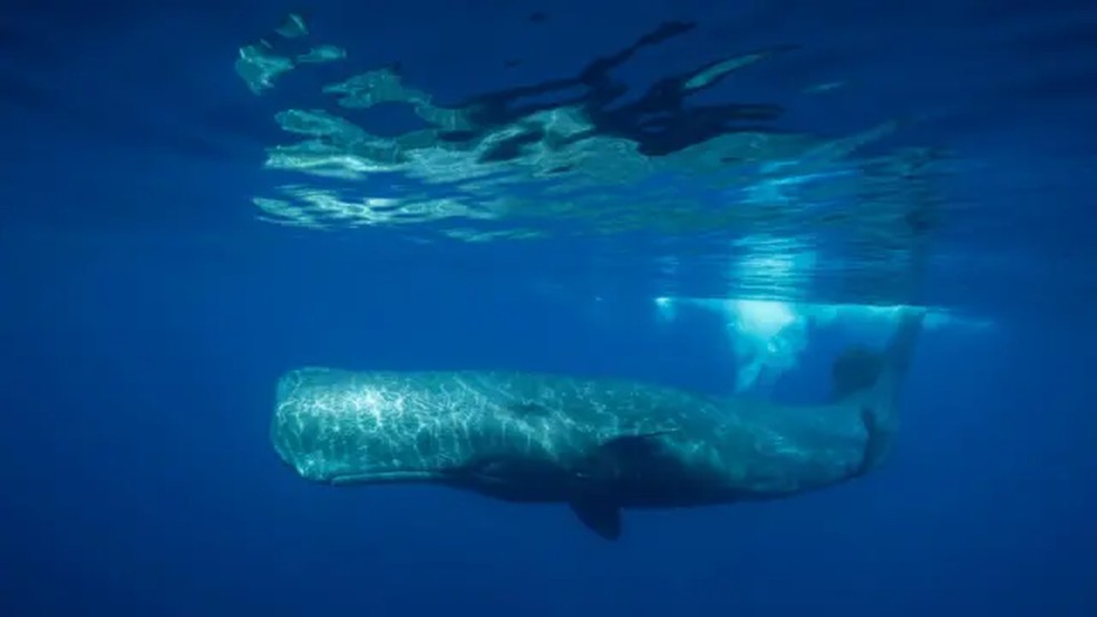 As baleias cachalotes se comunicam com s&eacute;ries de cliques, que os pesquisadores analisam com IA &mdash; Foto: Wildestanimal via Getty Images