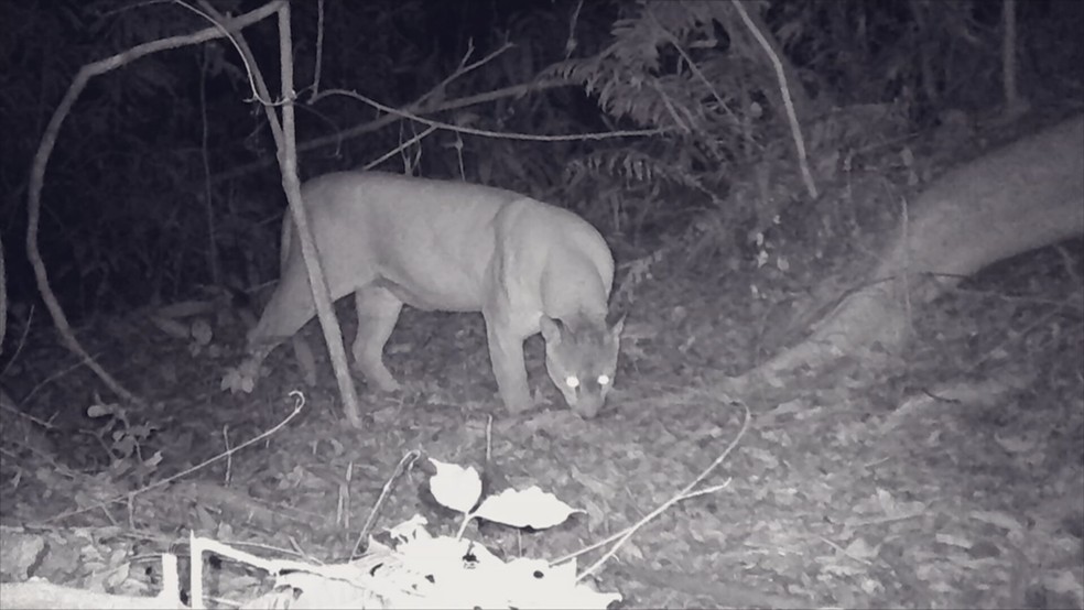 Onça se 'assusta' com câmera escondida em área da Serra do Japi — Foto: Câmera de monitoramento