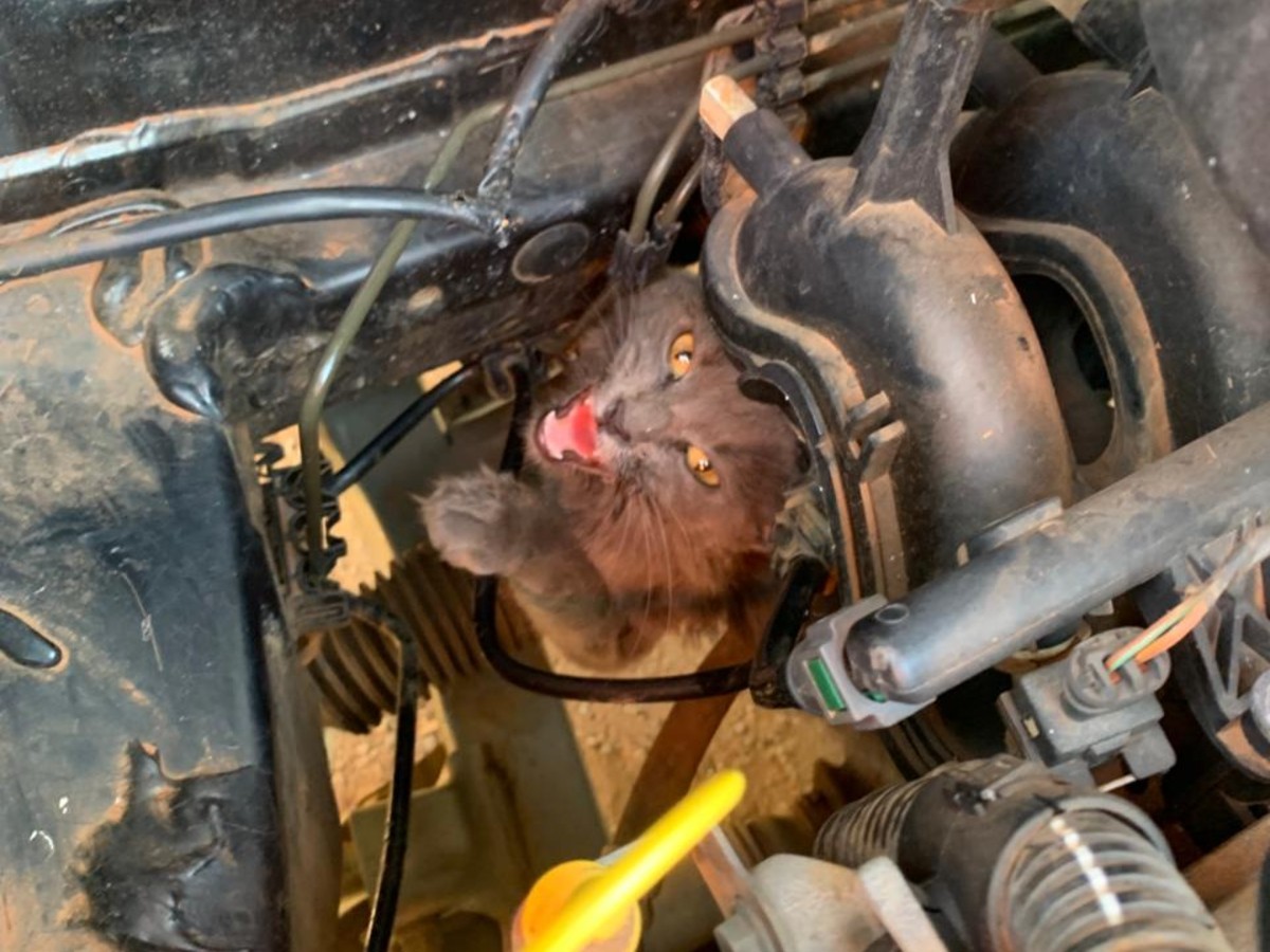 'Miado de emergência': gato preso em carro mobiliza bombeiros em MG