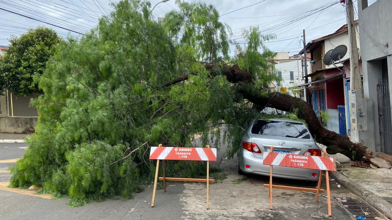 Árvore cai e atinge carro estacionado na Vila Brandina, em Campinas