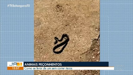 Especialista explica o que fazer ao encontrar animais peçonhentos em casa