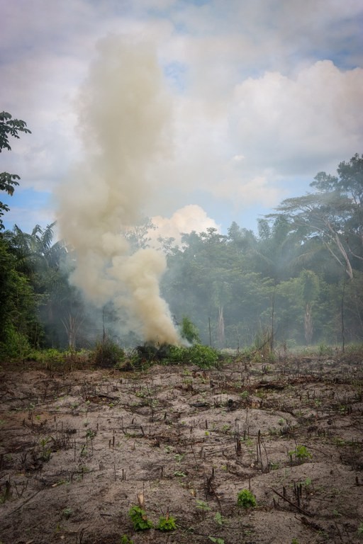 PolÃcia Federal localiza e destrói mais de 65 mil pés de maconha em áreas remotas do Maranhão