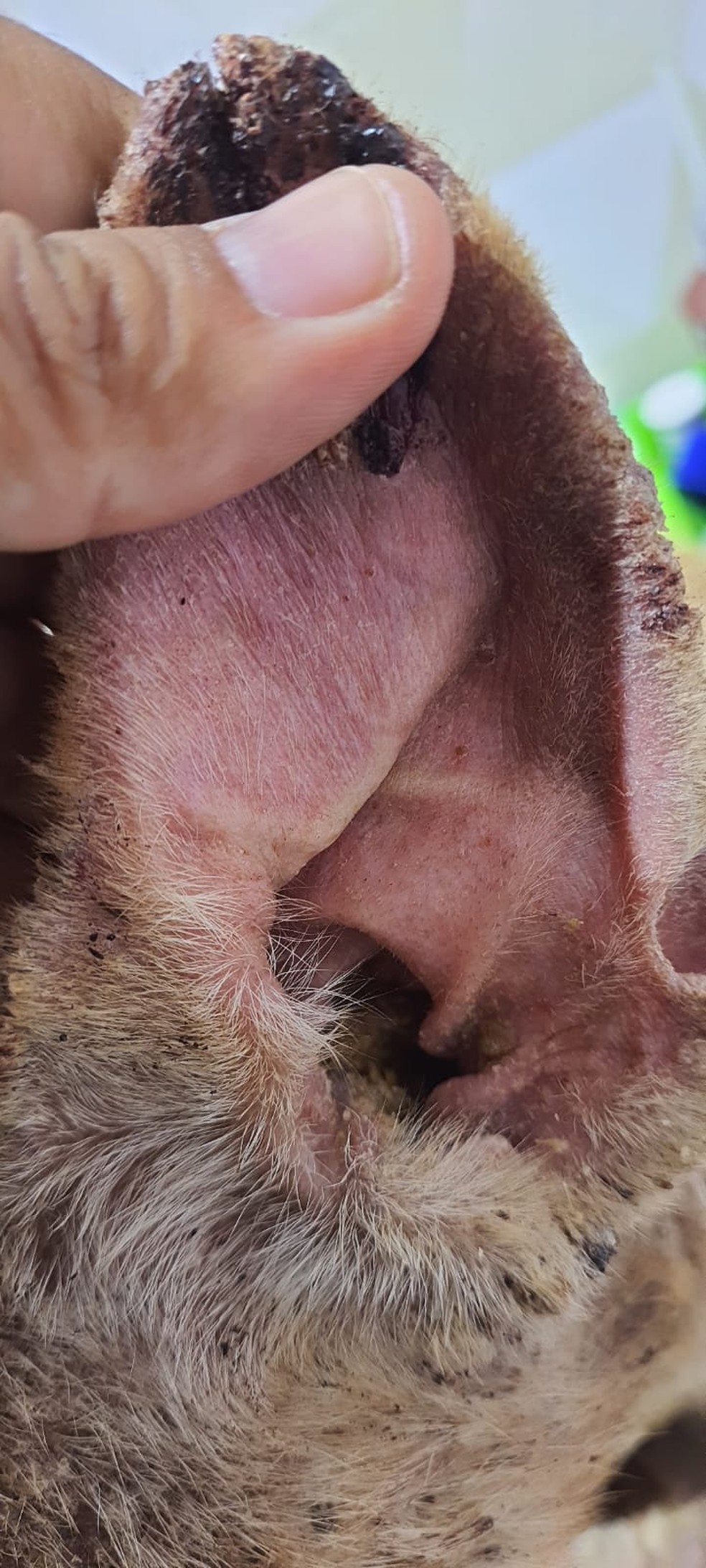 Cão vítima de maus-tratos foi resgatado em Euclides da Cunha Paulista (SP) — Foto: Polícia Militar Ambiental