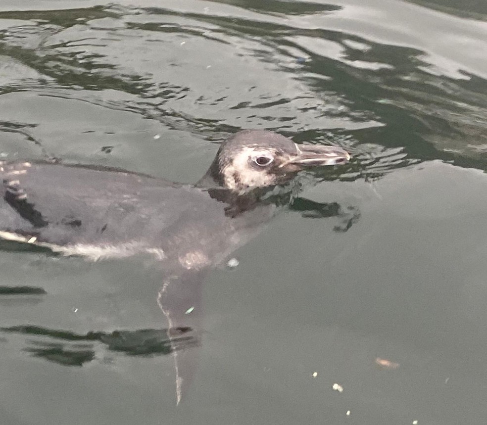 Pinguim Helinho aparentava estar cansado. Ele foi resgatado por praticantes de canoa havaiana na orla de Niterói — Foto: Arquivo pessoal/ Daniel Boa Nova/ Niterói Hoe