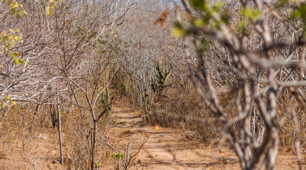 Seca em Sergipe. — Foto: Arthuro Paganini