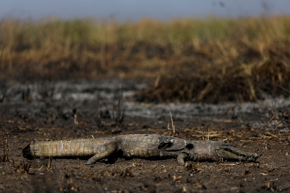 Pantanal sofre mais uma vez com seca severa a incêndios devastadores  Foto: Ueslei Marcelino/Reuters