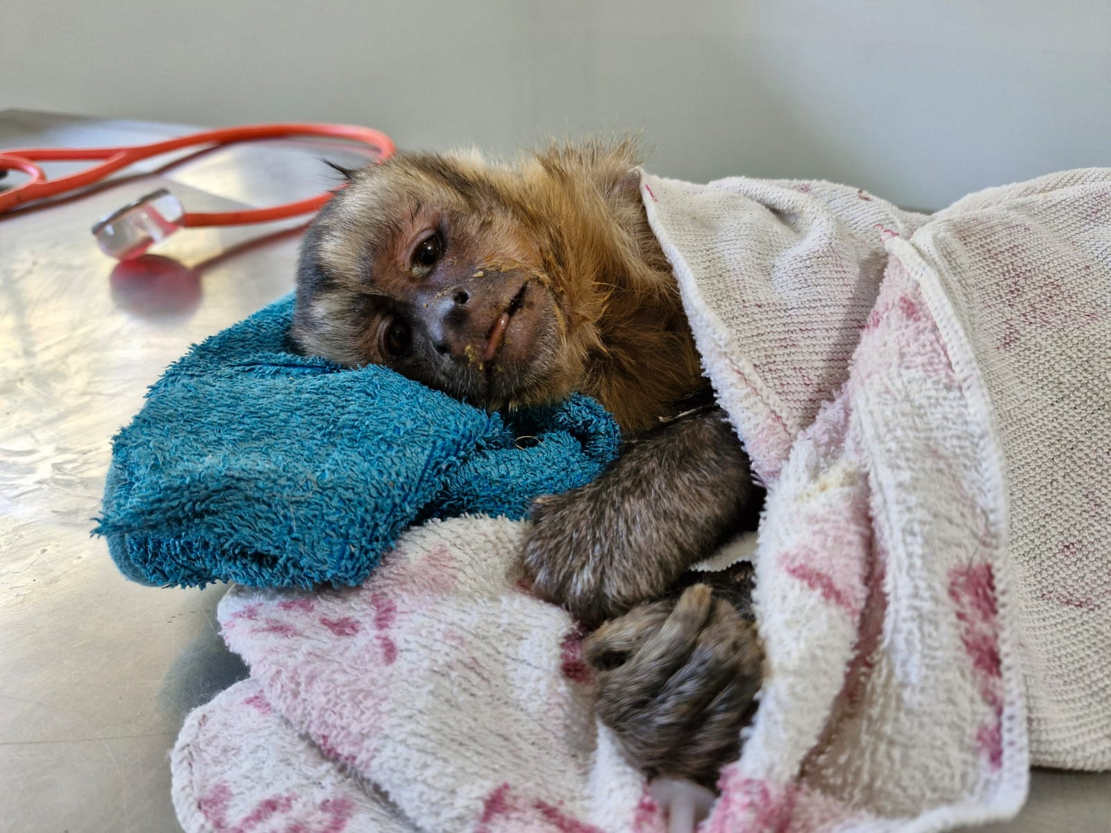 Mata Ciliar recebe macaco-prego que era criado como pet no interior de SP 