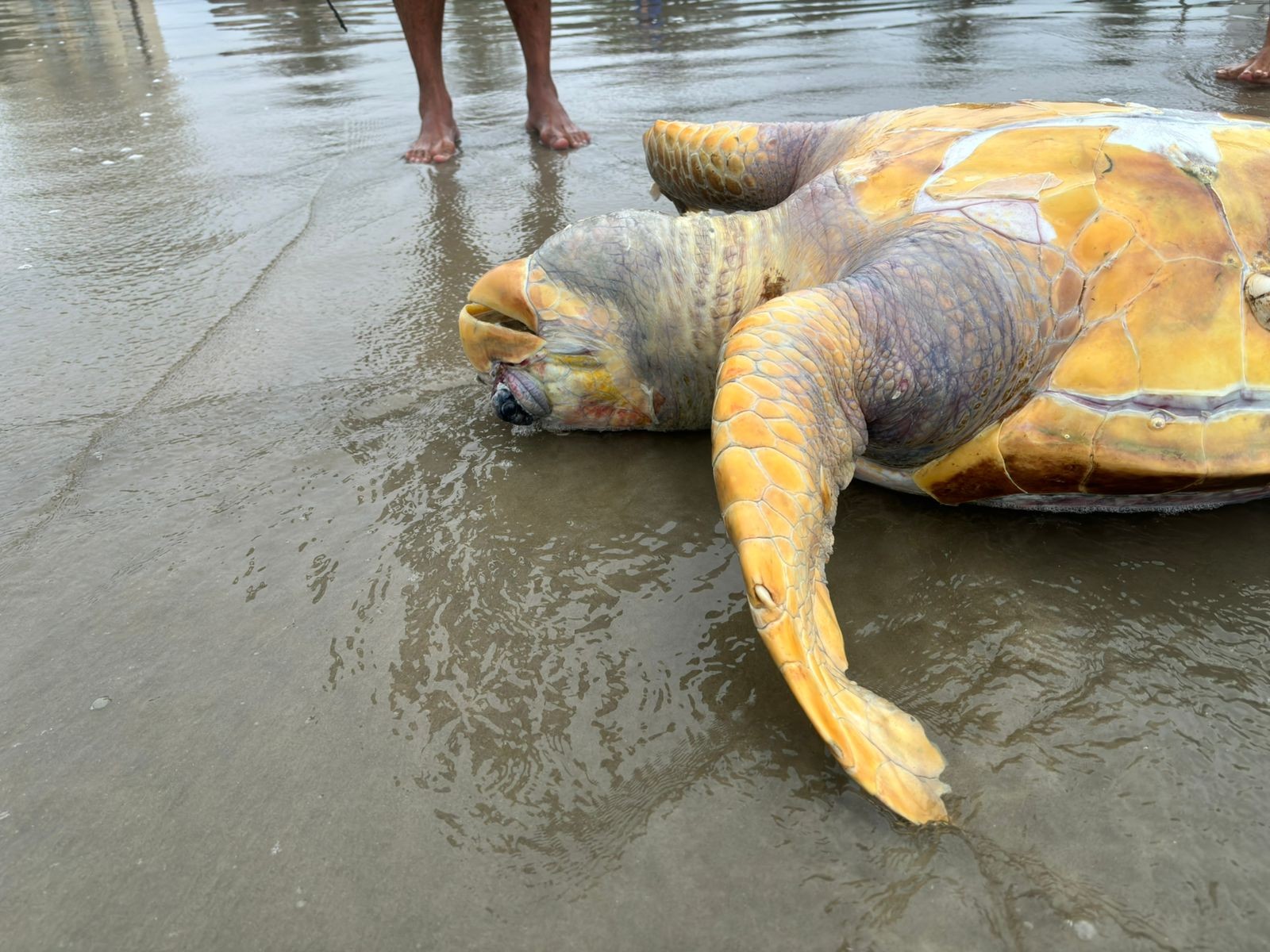 Tartaruga de 50 kg vulnerável à extinção é encontrada morta em praia no litoral de SP 