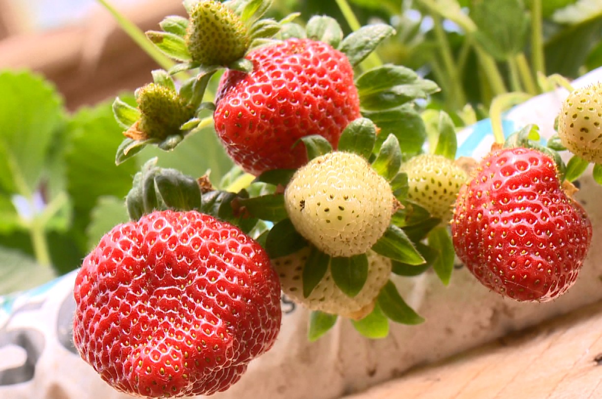 Para diversificar a renda, família investe em geleias de morango com manjericão, pimenta, limão siciliano e até lavanda no ES