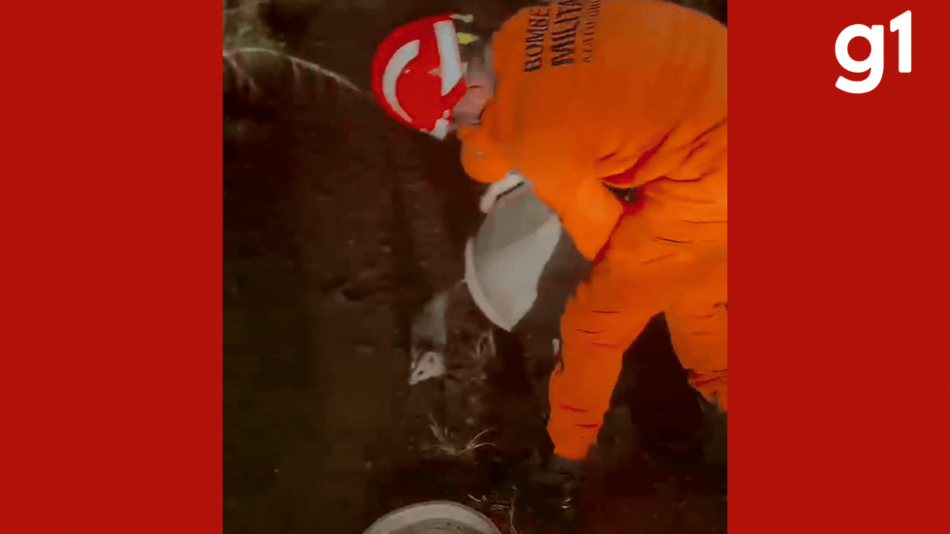 VÍDEO: saruê 'salta' ao ser devolvido à natureza após resgate em quintal de casa em MT
