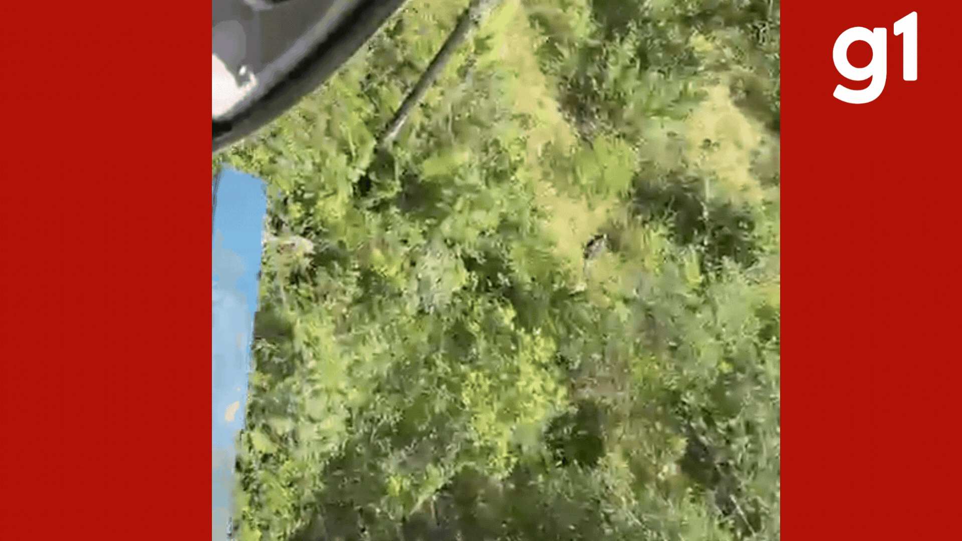 VÍDEO: idoso de 70 anos desaparecido é encontrado em área de mata em MT