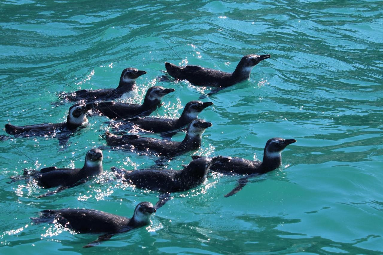 Instituto Albatroz solta 16 pinguins-de-Magalhães reabilitados em Arraial do Cabo 
