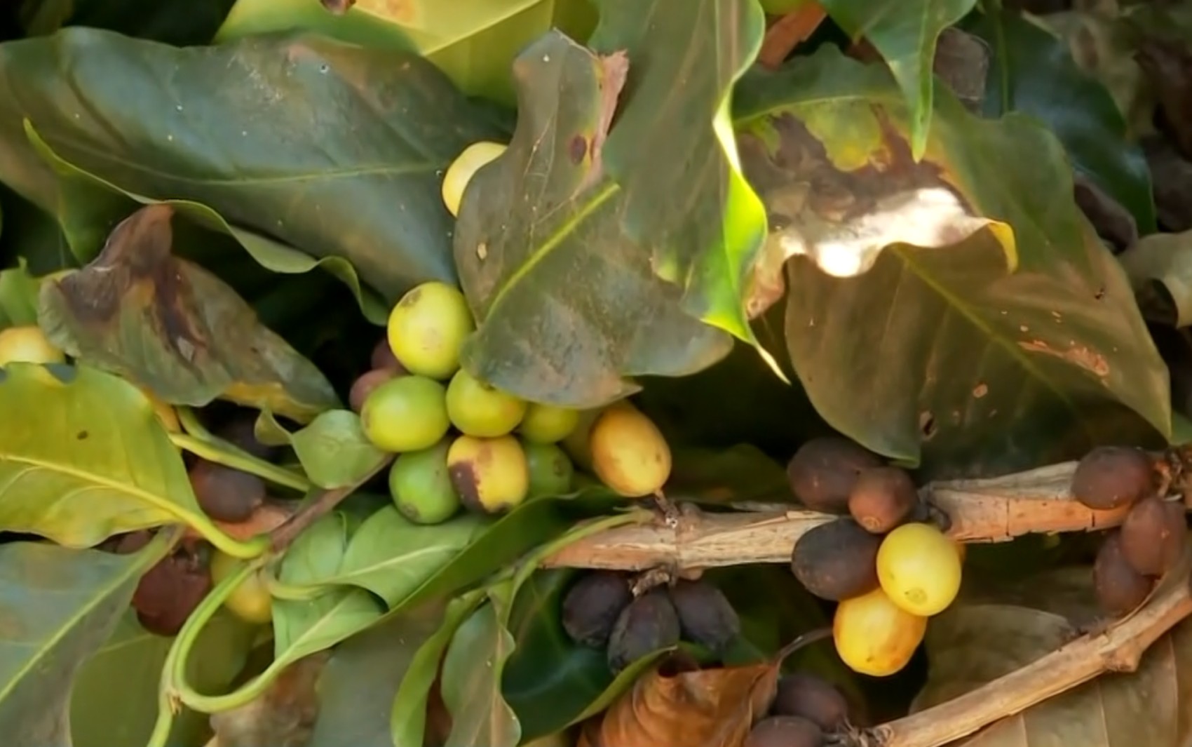 Por que a cafeína deixa algumas pessoas em alerta e outras não sentem nada?
