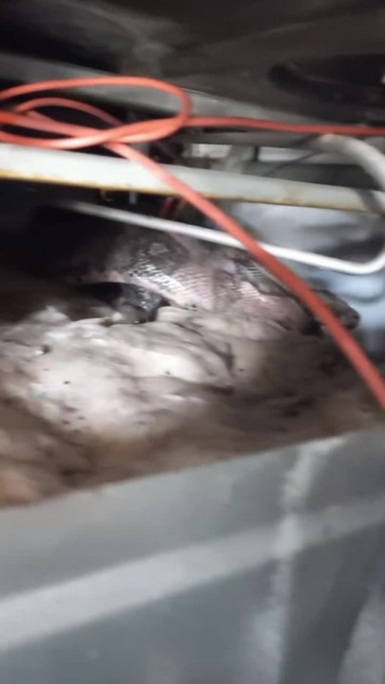 Cobra é encontrada dentro de fogão na Barra de São Miguel, AL 