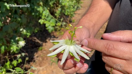 Imagens do Campo: pesquisador tira dúvida de telespectador sobre frutificação do maracujá