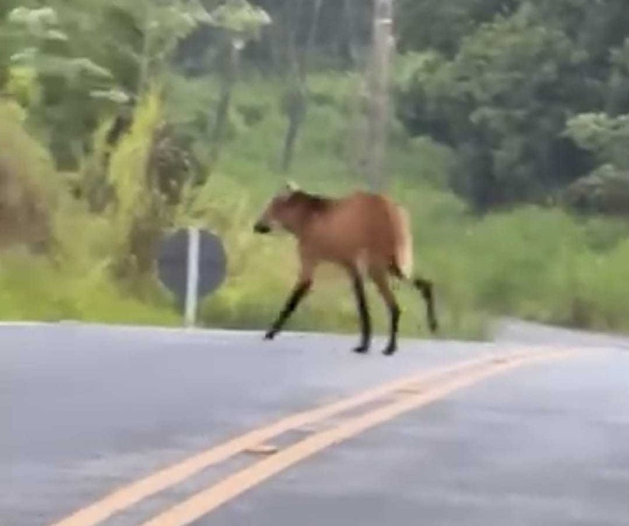 VÍDEO: Lobo-guará é visto na Serrinha do Alambari, em Resende
