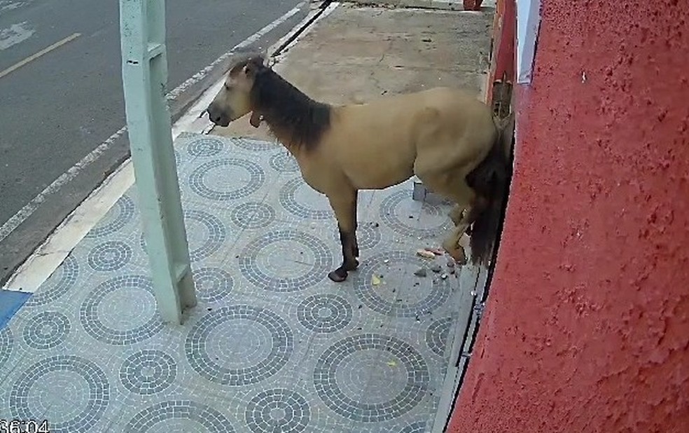 Cavalo quebra porta de consultório odontológico em São Luís do Piauí — Foto: Foto: Arquivo Pessoal
