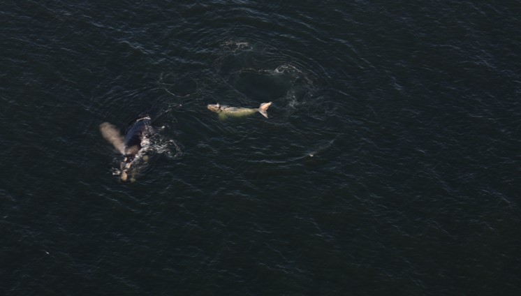 Filhote semialbino é flagrado em SC durante sobrevoo que avistou 99 baleias; VÍDEO