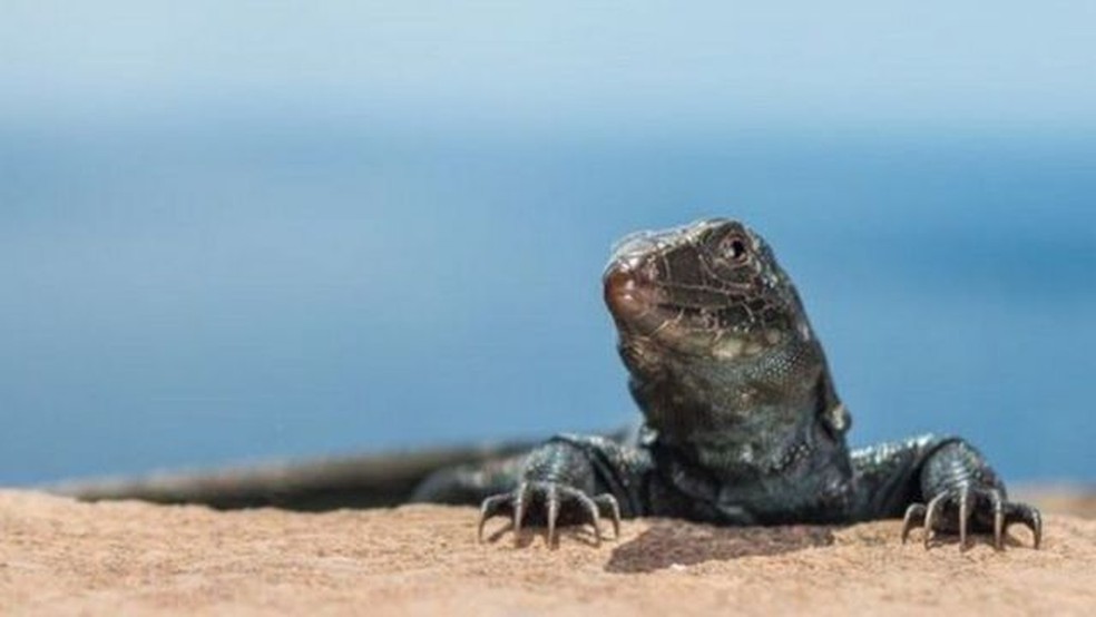 Com a recuperação ambiental, a quantidade de lagartos na ilha disparou. — Foto: BBC