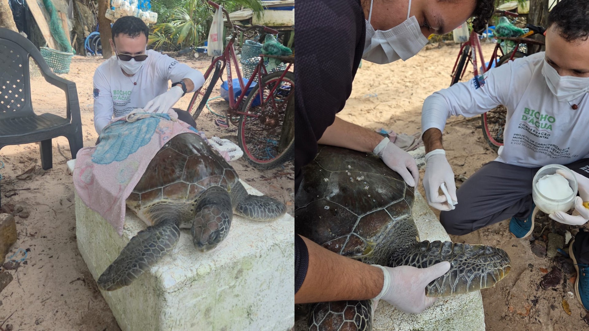 Tartaruga ameaçada de extinção é resgatada em praia do Pará