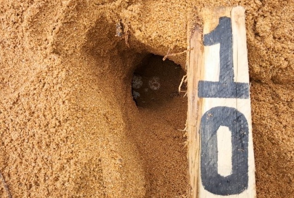 Ninho de Tartaruga-cabeçuda feito em no dia 29 de outubro de 2024 na Praia de Costa Bela, Serra, Espírito Santo — Foto: Crédito Almir Araújo, IPRAM)