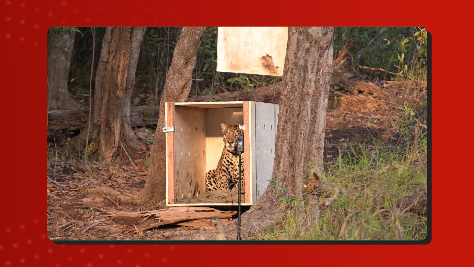 Onça resgatada à deriva já percorreu mais de 1,2 km após soltura no Amazonas