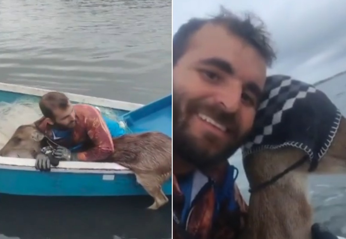 Resgate com estilo: touquinha ajuda cervo a se acalmar dentro de barco após tentar atravessar lagoa a nado 
