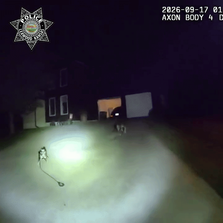 'Sabia exatamente o que fazer': cachorro alerta policiais e leva-os até tutor caído dentro de casa nos EUA; veja VÍDEO
