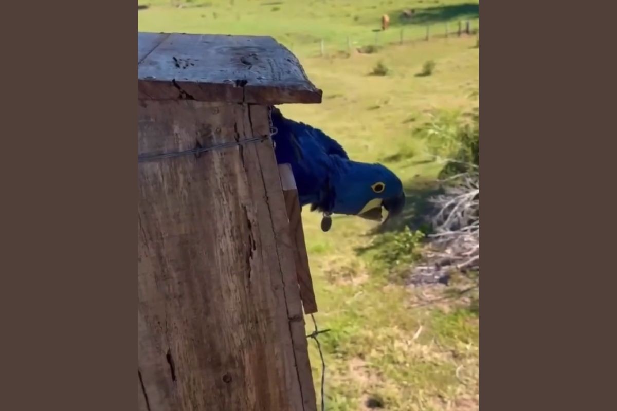 VÍDEO: filhote de arara-azul 'obedece' pais e voa pela primeira vez no Pantanal de MS