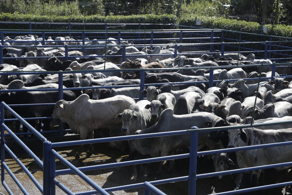 Abate de bovinos no estado cresceu tanto na comparação com o trimestre anterior quanto com o mesmo período no ano passado — Foto: Neto Lucena/Secom