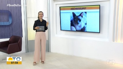 Acha Meu Pet: tutora pede ajuda para encontrar gata Lua desaparecida em Palmas