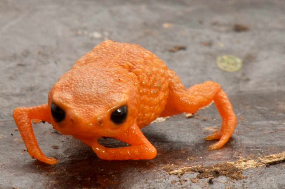 Brachycephalus lulai vivem debaixo da matéria orgânica no chão das montanhas da Mata Atlântica — Foto: Luiz Fernando Ribeiro/Mater Natura/UFPR
