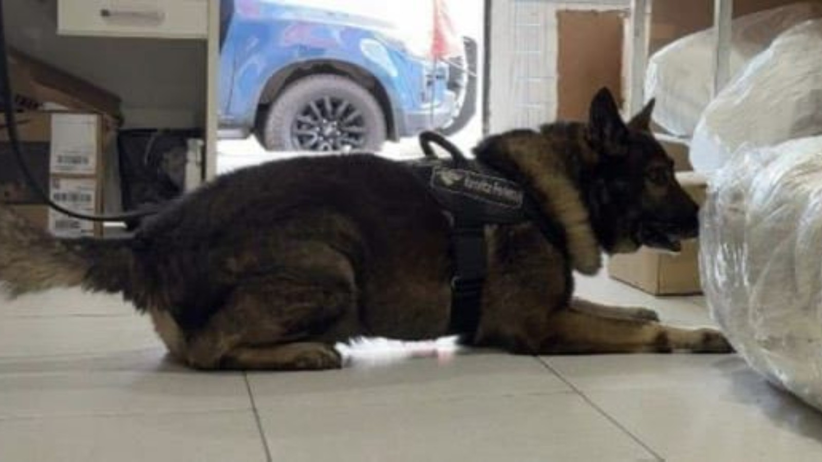 Cães farejadores encontram droga skunk escondida em umidificador em Fortaleza; veja vídeo