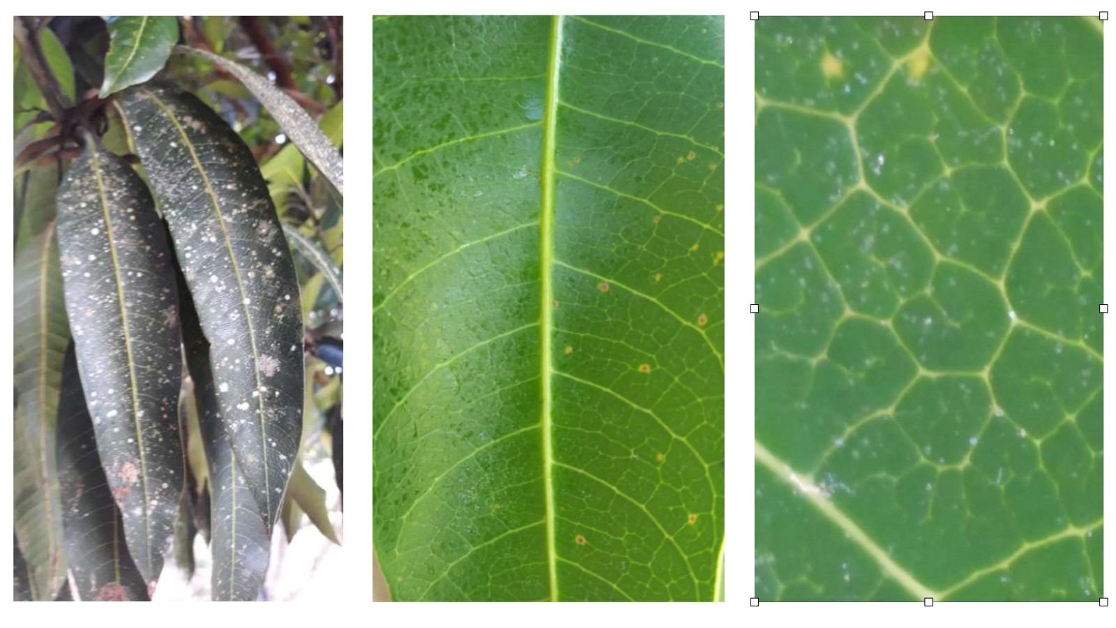 Manga desenvolve base fisiológica mais robusta com Nutrimaturação