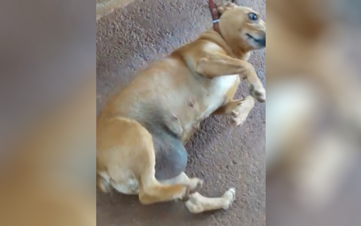 Idosa pede ajuda para pagar tratamento para cadela que tem grande ...