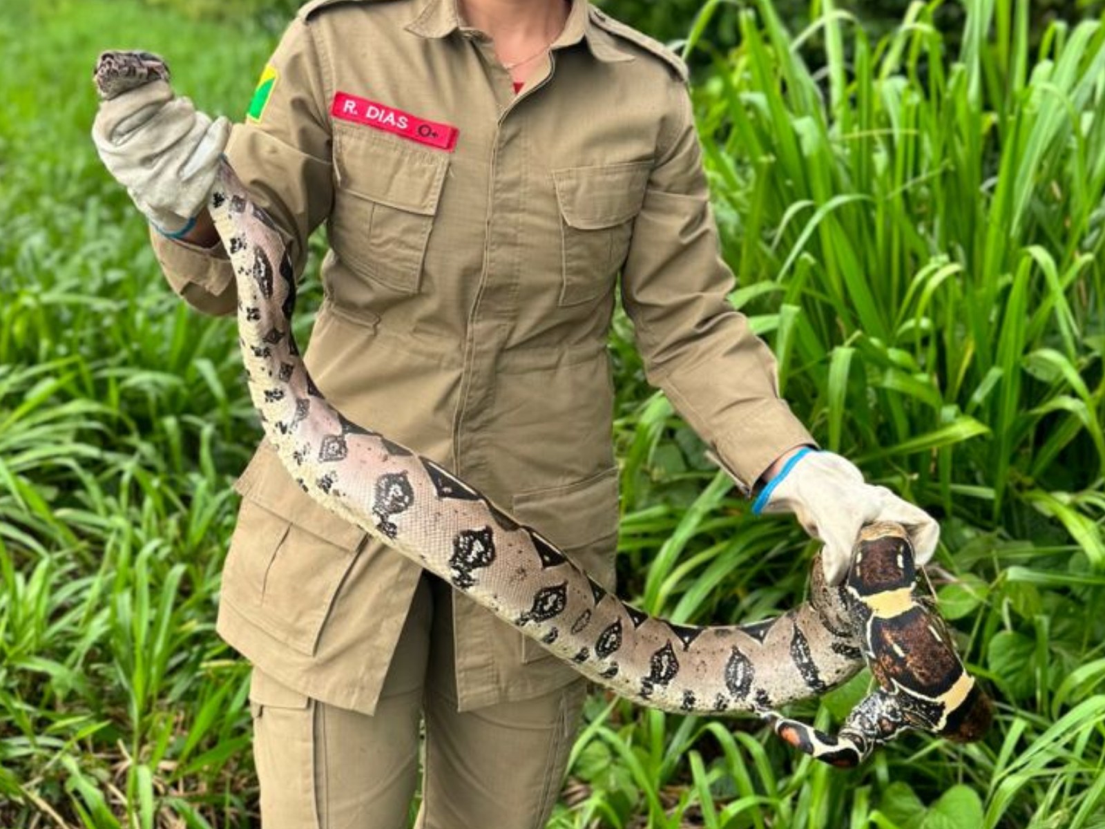 VÍDEO: Jiboia de 1,5 metro é resgatada em calçada de cidade do Acre