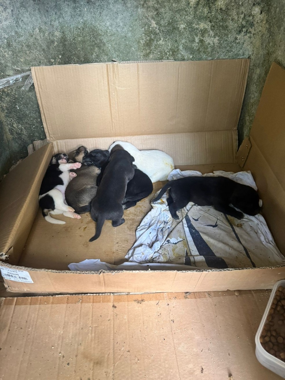 Bombeiro resgata filhote de cachorro em Muriaé — Foto: Gisele Santos/Arquivo Pessoal