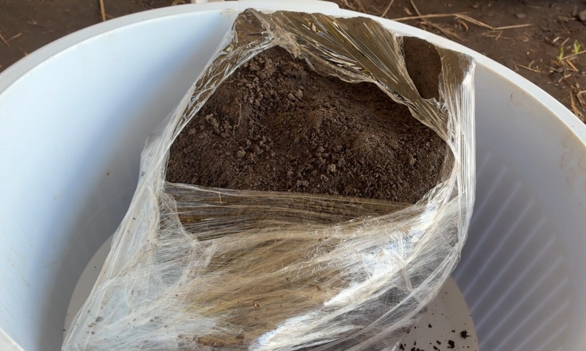 Arqueólogos encontram vasilhame de até 3 mil anos quase intacto em sítio arqueológico de Parintins